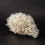 Nest Coral v.3