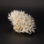 Nest Coral v.1