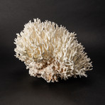 Nest Coral v.4