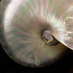 Pearl Nautilus Shell // 7"