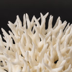 Nest Coral v.1