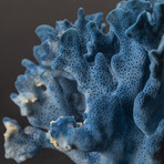 Blue Ridge Coral v.1