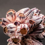 Purple Acorn Barnacle Cluster v.2
