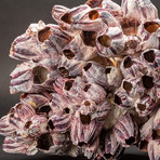 Purple Acorn Barnacle Cluster v.4