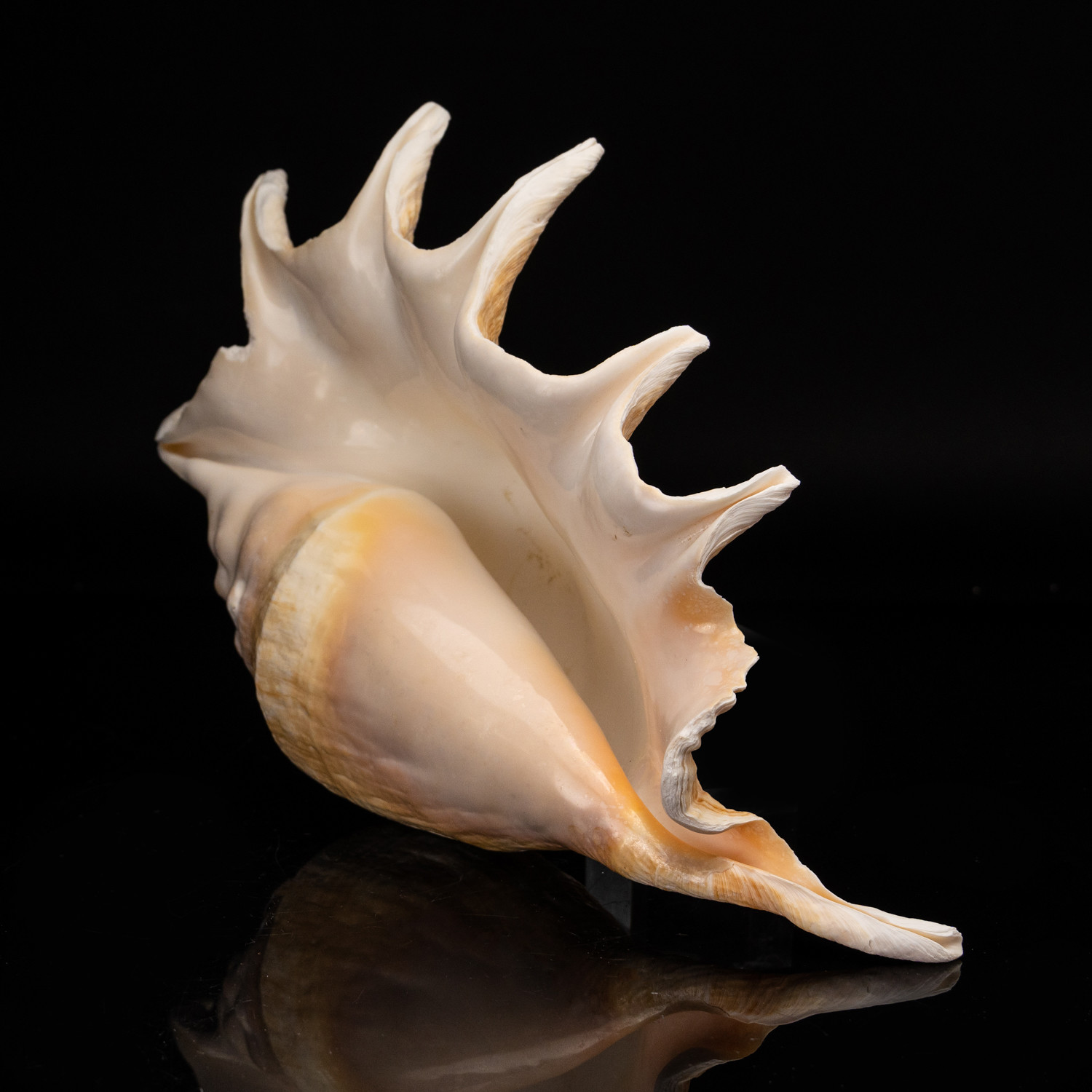 Giant Spider Conch Shell Astro Gallery Touch of Modern