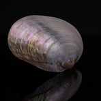 Pearl Clam Shell