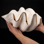 Giant Clam Shell // 15" Pair