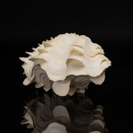 Fluted Clam Shell // 8"