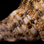 Pacific Triton Shell