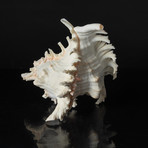 Pacific Ramosa Conch Shell