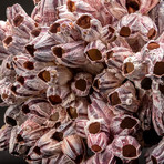Purple Acorn Barnacle Cluster v.5