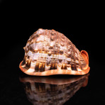 Bullmouth Helmet Shell