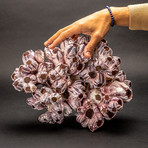 Purple Acorn Barnacle Cluster v.3