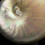 Pearl Nautilus Shell // 7"