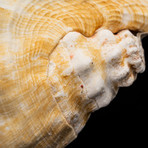 Giant Spider Conch Shell