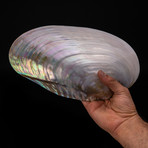 Pearl Clam Shell