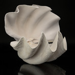 Giant Clam Shell // 15" Pair