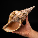 Pacific Triton Shell