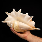 Giant Spider Conch Shell