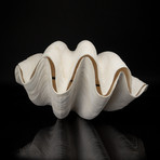 Giant Clam Shell // 15" Pair