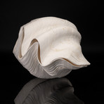 Giant Clam Shell // 15" Pair