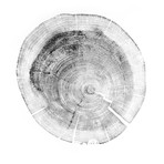 White Pine // White Paper