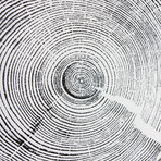 White Pine // White Paper