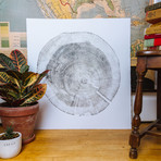 White Pine // White Paper