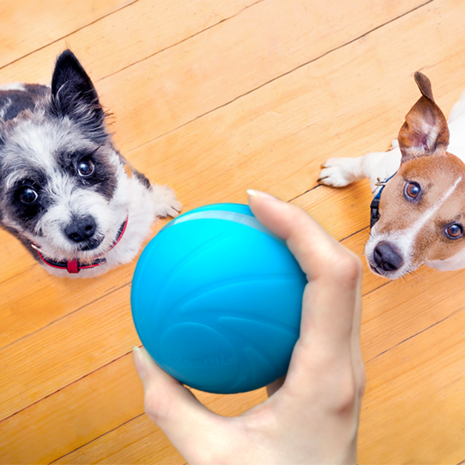 Smart Interactive Pet Toy // Wicked Ball (Dog // Blue) - Nucolor ...