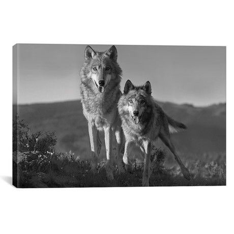 Gray Wolf Pair Standing, North America // Tim Fitzharris (18"W x 12"H x 0.75"D)