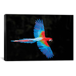 Red And Green Macaw In Flight , Pantanal, Brazil // Panoramic Images (18"W x 12"H x 0.75"D)