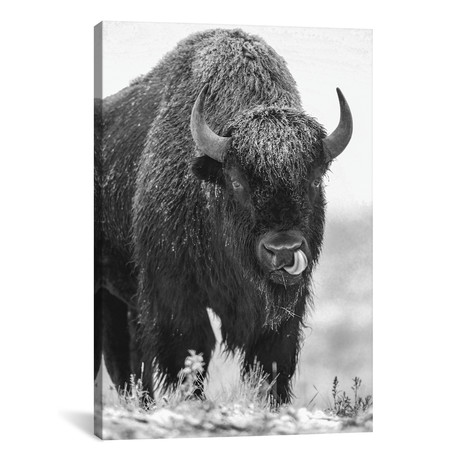 American Bison Bull In A Snowstorm, North America // Tim Fitzharris (12"W x 18"H x 0.75"D)