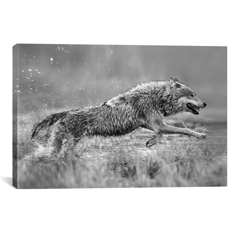 Gray Wolf Running Through Water, Native To North America // Tim Fitzharris (18"W x 12"H x 0.75"D)
