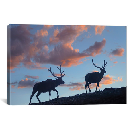 Bull Elk, Rocky Mountain National Park, Colorado // Tim Fitzharris (18"W x 12"H x 0.75"D)