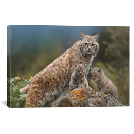 Bobcat Mother And Kittens, North America // Tim Fitzharris (18"W x 12"H x 0.75"D)
