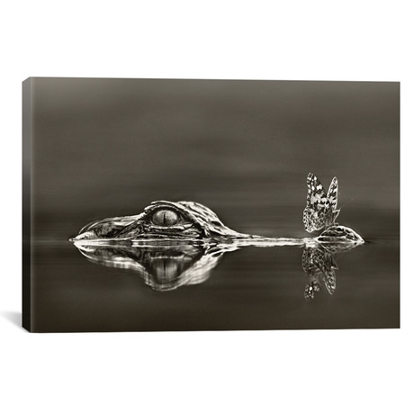 American Alligator With A Butterfly On Its Snout, Everglades National Park, Florida // Tim Fitzharris (18"W x 12"H x 0.75"D)