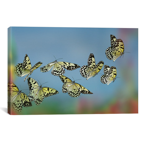 Paper Kite Butterflies Flying, Philippines // Tim Fitzharris (18"W x 12"H x 0.75"D)
