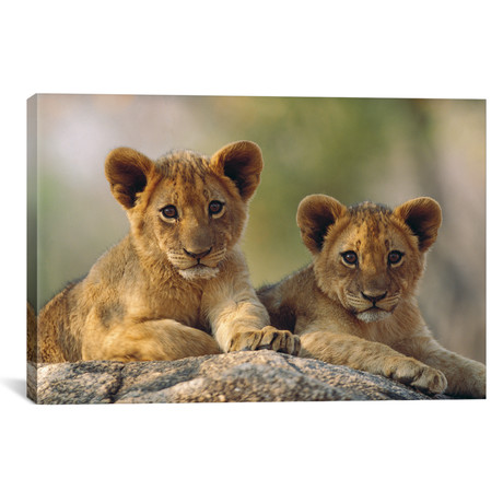 African Lion Cubs, Hwange National Park, Zimbabwe // Tim Fitzharris (18"W x 12"H x 0.75"D)