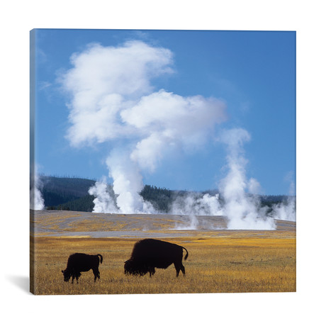 Bison And Calf Near Fountain Paint Pot, Yellowstone National Park, Wyoming // Tim Fitzharris (12"W x 12"H x 0.75"D)