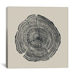 Hand-Drawn Oak (12"W x 12"H x 0.75"D)