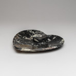 Ammonite + Goniatite Fossil Heart Dish