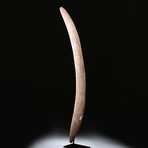 19th C. Australian Aboriginal Wood Throwing Stick