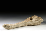 Moroccan Fossilized Crocodile Skull