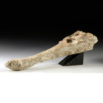 Moroccan Fossilized Crocodile Skull