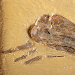 Kansas Late Cretaceous Fossilized Pterodactyl Wing
