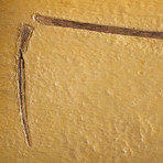 Kansas Late Cretaceous Fossilized Pterodactyl Wing