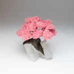 The Tree of Light // Genuine Rose Quartz Tree + Clear Quartz Matrix // X-Large