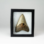 Genuine Megalodon Shark Tooth // 0.62lbs