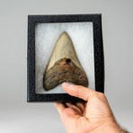 Genuine Megalodon Shark Tooth // 0.62lbs