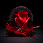 Fresh Bubble Rose // Red